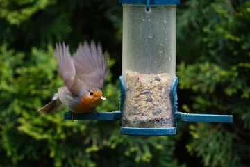 robin at the feeder