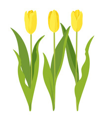 Yellow tulips, vector illustration of three flowers with leaves isolated on white background.