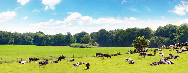 Kühe auf einer Weide im Sommer - Kuhweide Panorama