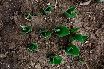 Spring backdrop. Young tulip leaves  sprouting out of the soil in early springtime.  Fresh spring plants. Top view. Horizontal orientation