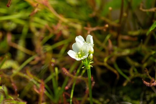 White flower of a Venus flytrap in garden of sundew plants