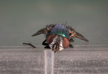 fly insect macro close up 