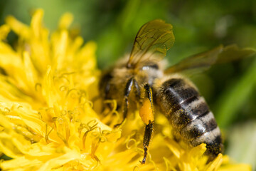 Honey Bee on Yellow Flower, Close Up Macro Selective focus. Blurry background