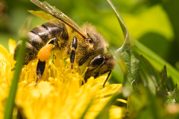 Honey Bee on Yellow Flower, Close Up Macro Selective focus. Blurry background
