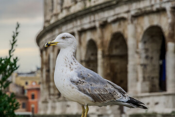 Soft focus of a seagull with the Colosseum in the background