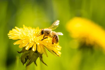 Washable wall murals Bee Honey bee covered with yellow pollen collecting nectar from dandelion flower. Environment ecology sustainability. Copy space