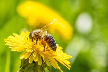 Door stickers Bee Honey bee covered with yellow pollen collecting nectar from dandelion flower. Environment ecology sustainability. Copy space