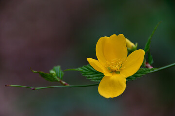 ヤマブキの黄色い花（埼玉県/3月）