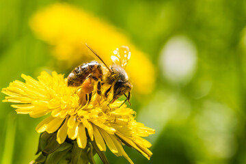 Honey bee covered with yellow pollen collecting nectar from dandelion flower. Environment ecology sustainability. Copy space
