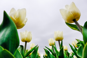 Obraz premium Beautiful field of white tulips close up with dramatic sky. Spring background with tender tulips. Purple floral background.