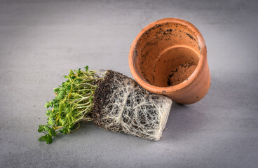 herb seedlings with root ball pulled from the flowerpot