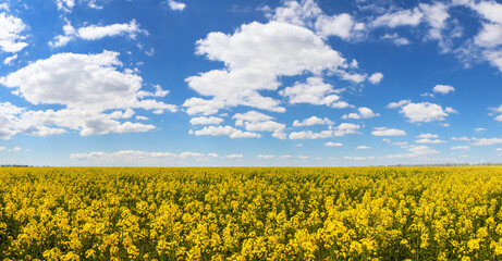 Fototapeta premium Beautiful yellow flowering rapeseed field with the spring blue sky - plant for green energy. Environment friendly farming and industrial agriculture concept.