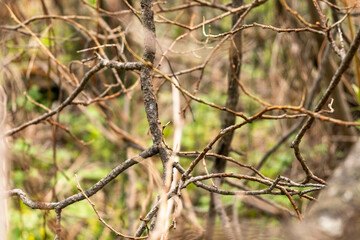 Abstract interweaving of thin branches, a web of tree branches. Background.