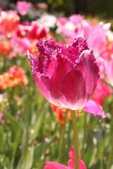 チューリップ 春 黄色 美しい 満開 かわいい 癒し 花びら リラックス グリーン 綺麗 April Wall Mural Apr Rin