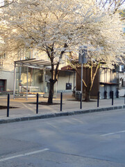 Fototapeta premium Blooming apricot tree near the house on a city street.