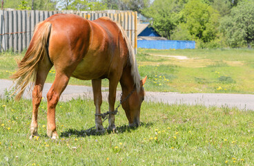 Naklejka na ściany i meble Horse. The horse is grazing in the meadow.