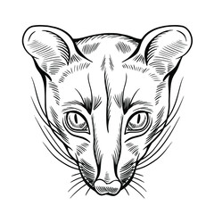 Hand drawn black and white vector portrait of genetta  isolated on white background. Stock illustration of wild Africa animal in sketch style for coloring pages.