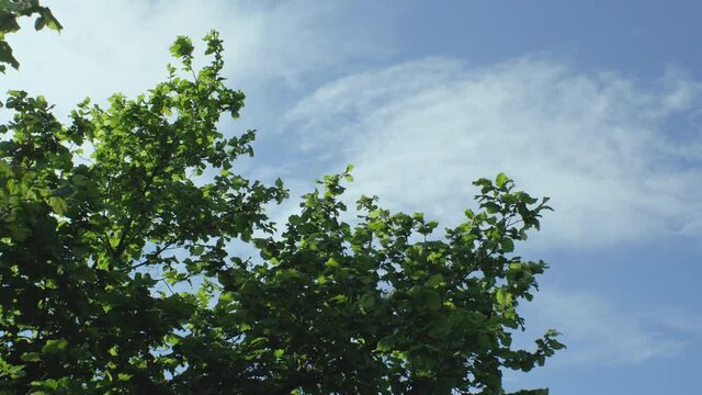 The branches of a tree with green foliage are swaying against a blue sky with clouds