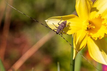 House beetle longhorn on a petal of a flower of a yellow daffodil, a pest of the bark of a tree.