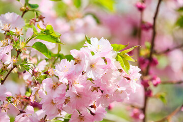 Fototapeta premium Cherry blossom branch in summer close up