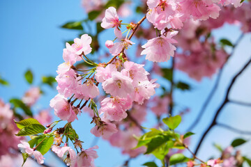 Obraz premium Branch of blossoming sakura in the summer against the sky