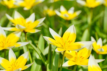 Obraz premium Summer background of late blooming tulip flowers in the park