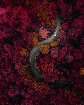 Aerial view of a vehicle driving a curvy road in forest during autumn season near Foshan, China.