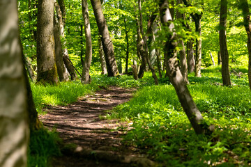 Frühling Wald Weg Pfad Sauerland Hemer Felsenmeer Naturschutzgebiet Sonne Jahreszeit Idyll Wandern...