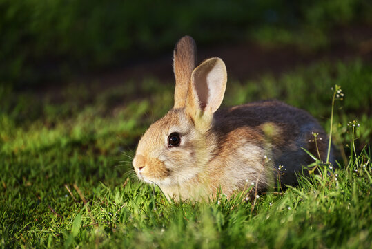 Small Fluffy Bunny Sits In Grass ,pet Photography