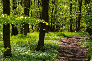 Frühling Wald Weg Pfad Sauerland Hemer Felsenmeer Naturschutzgebiet Sonne Jahreszeit Idyll Wandern...
