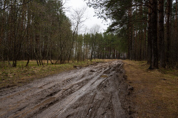 Rural muddy dirt road in early spring after rain against a background of bare trees and green firs. Off-road, wild unpaved trail