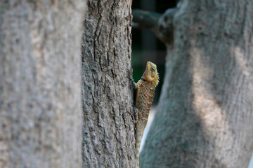 Indian chameleon on the tree © SBM Creatives