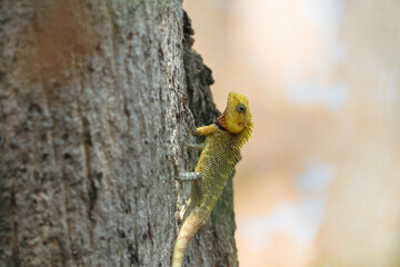 Indian chameleon on the tree	
