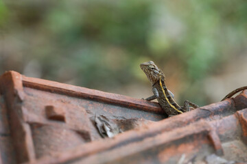 Closeup portrait of Indian chameleon	
