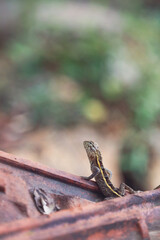 Closeup portrait of Indian little chameleon 