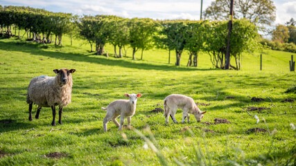 Obraz na płótnie Canvas sheep and lamb in the field in spring, sunny day