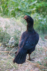 Hen in poultry farm
