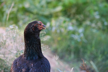 Hen in poultry farm	
