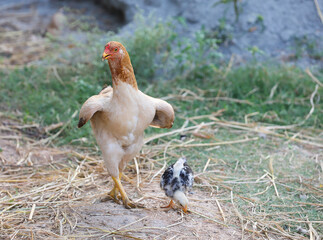 Little chicks with mother chicken searching food	
