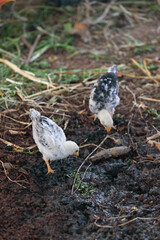 Little chicks searching food in ground	
