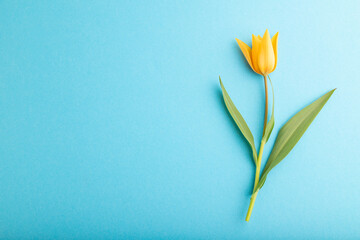 Orange tulip flower on blue pastel background. top view, copy space.