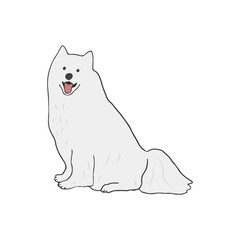 Sled dog breed. Samoyed breed sitting on white background. Strong and smart purebred pet. Isolated colored flat vector illustration