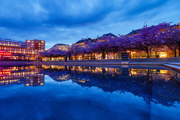 Stockholm, Sweden The annual cherry blossoms and cherry trees in Kungstradgarden.