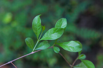 Fototapeta na wymiar Hebal henna green leaves in the garden
