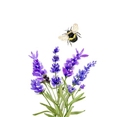 bouquet with purple lavender flowers and insect bumblebee watercolor illustration on white background. hand-painted