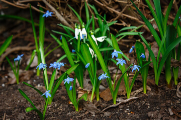 Blue and white first spring flowers. Early spring snowdrops flowers and blue bells are in full bloom in the forest or in the garden. Springtime background.