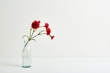 Red carnation bouquet in glass vase on white color background. Copy space. Flower design. Empty text place. Business card. Memorial day. Minimalism. Happy celebration. Holiday decoration. Conceptual