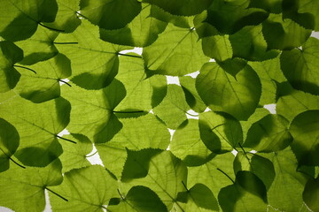 background of fresh natural linden leaves