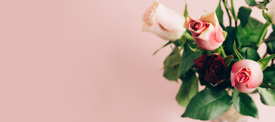 Beautiful fresh roses close-up on a pastel pink background. natural background