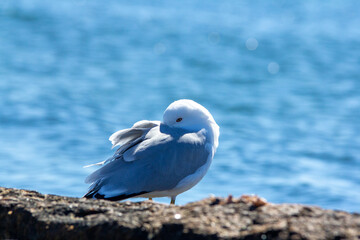 Seagull preening feathers